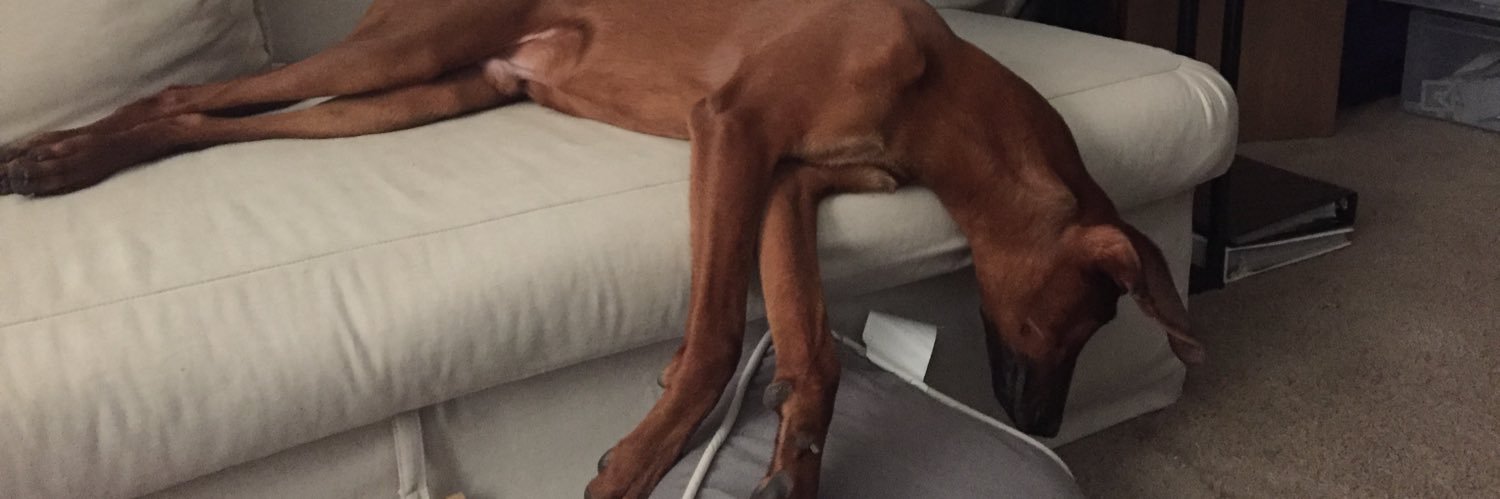 BragoDoggo's profile banner image