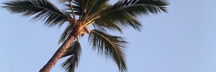 selenag_mx's profile banner image