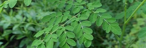 ibumoringa's profile banner image