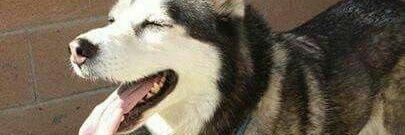 だが俺は犬だぜ banner