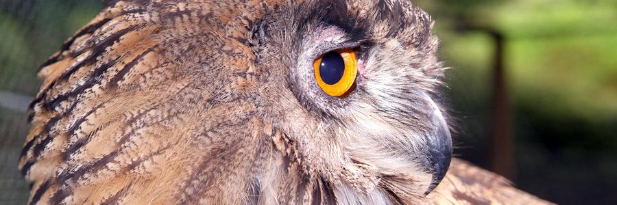 Bobby Studio/David Coleman banner