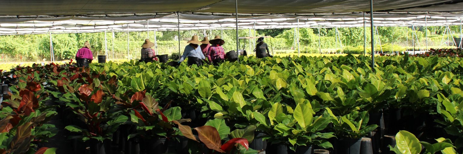 Vanessa Vassilaros banner