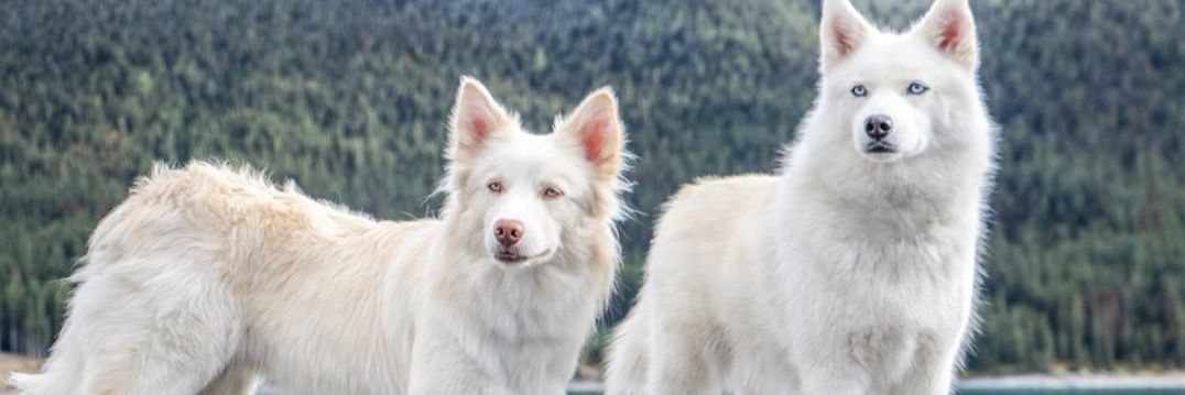 CanadianBrosH's profile banner image