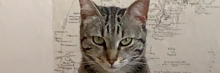 sallii__'s profile banner image