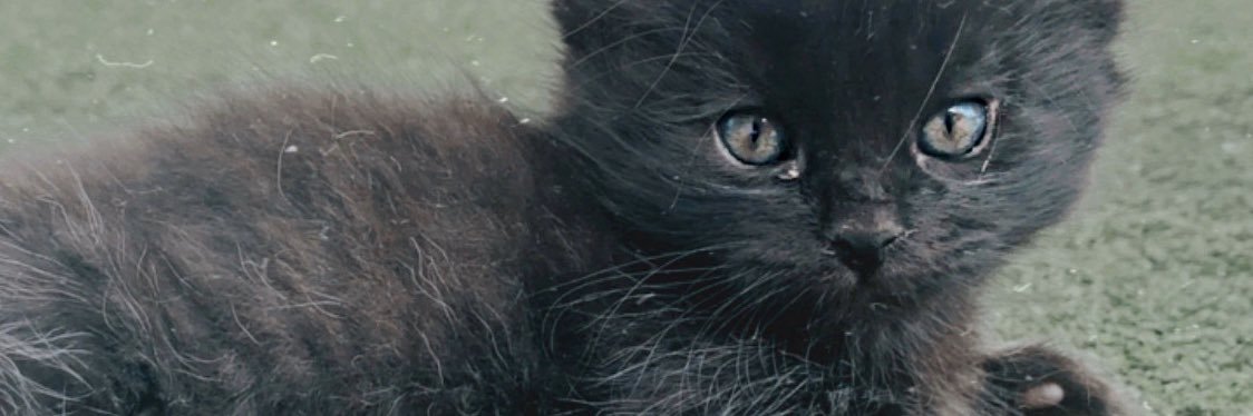 aandreapozo's profile banner image