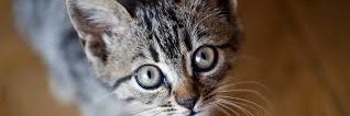 catramano's profile banner image