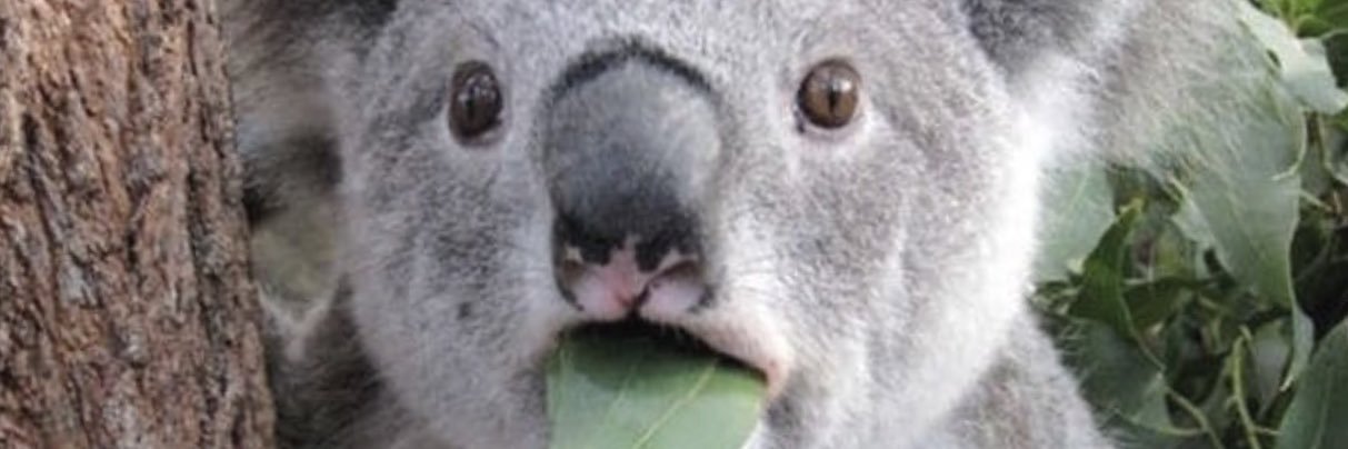 DaghishMoha's profile banner image