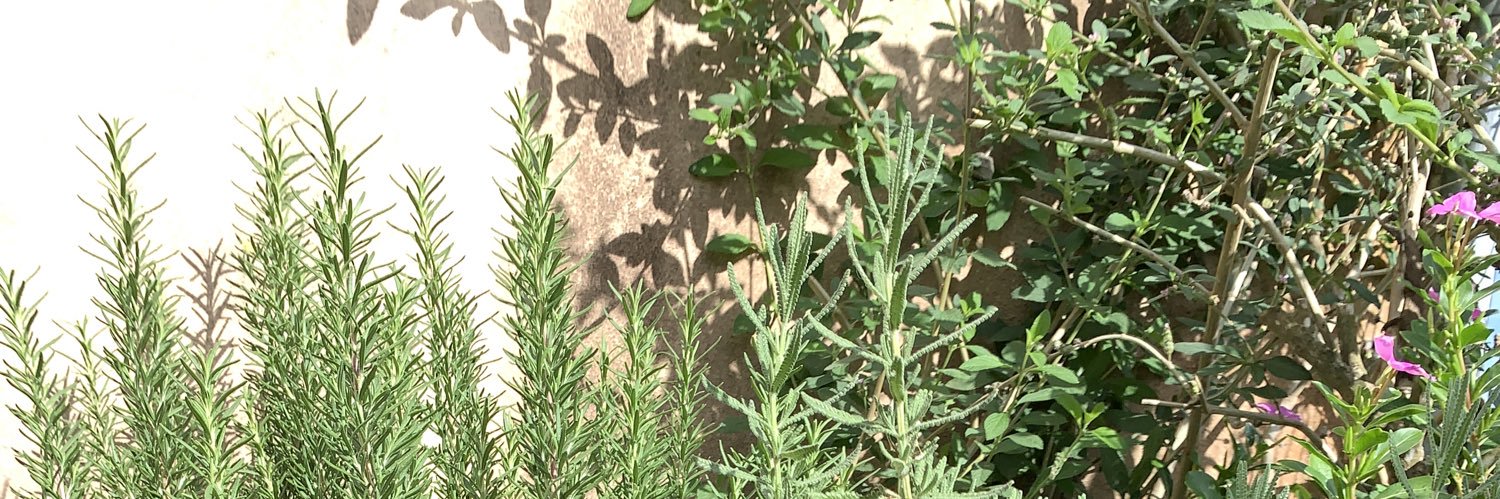 Esther Vélez banner