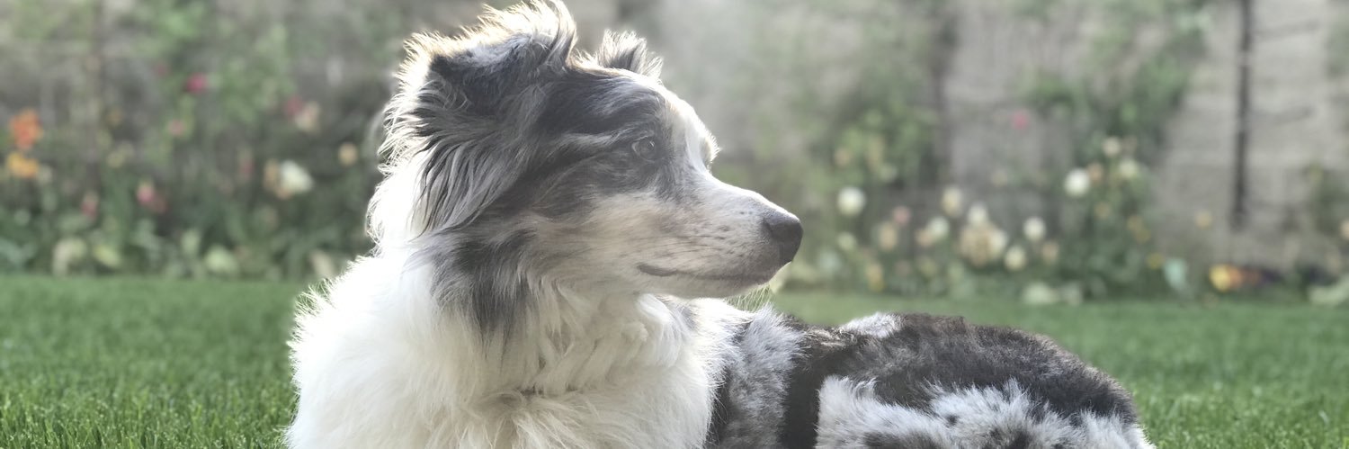 alinse11's profile banner image