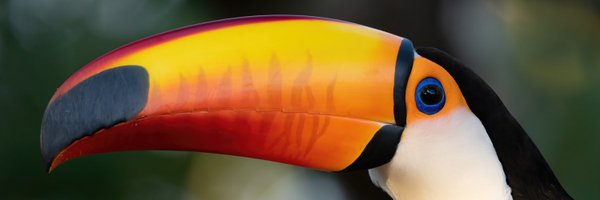 cesargilwild Profile Banner