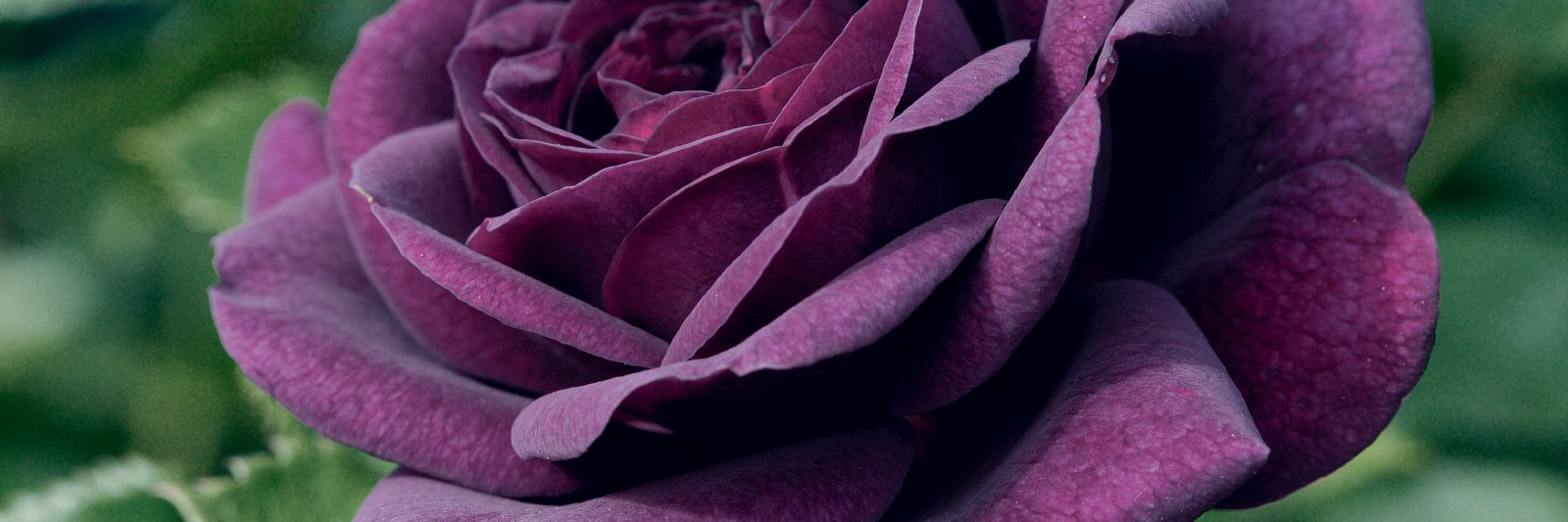 IBernadetteGH's profile banner image