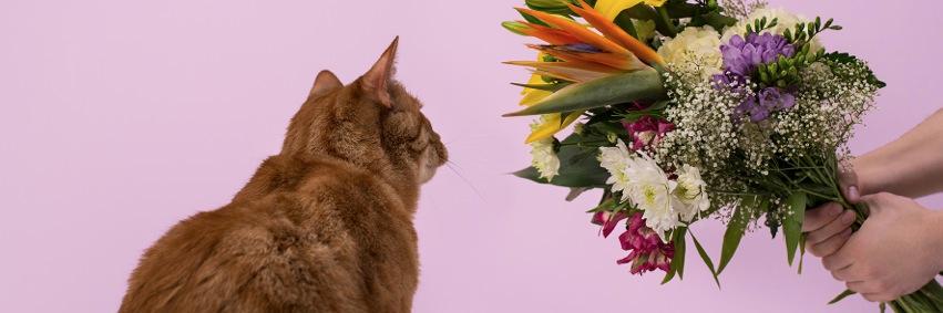 Alain Thibault banner