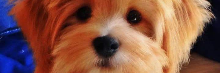 Pri_Martha's profile banner image