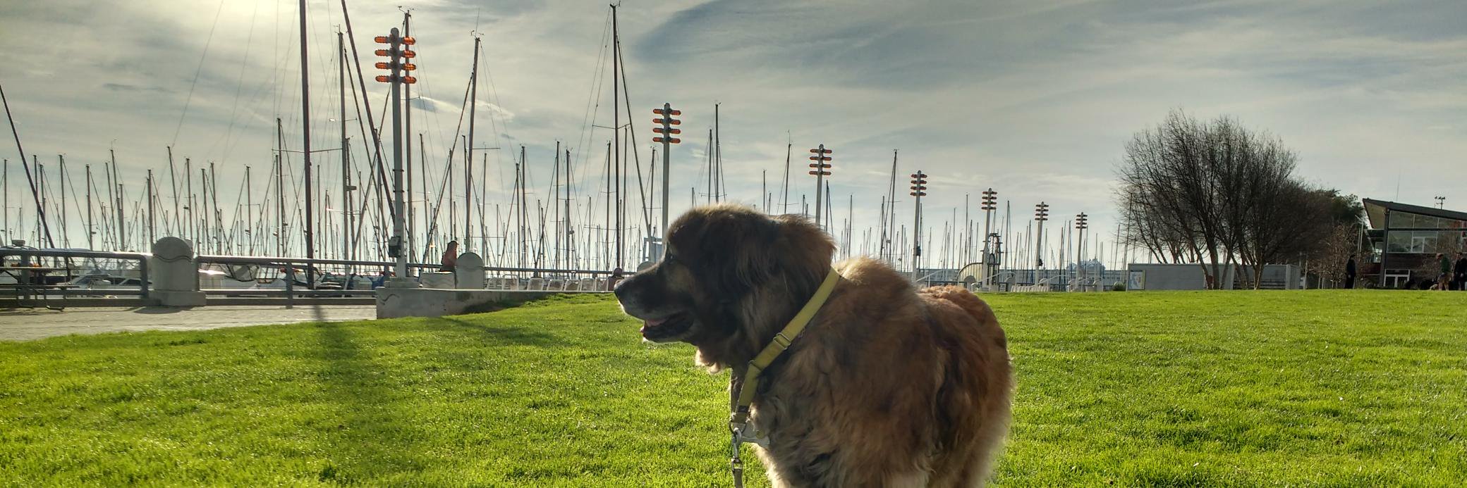 Kyle A. Koning, P.E. banner