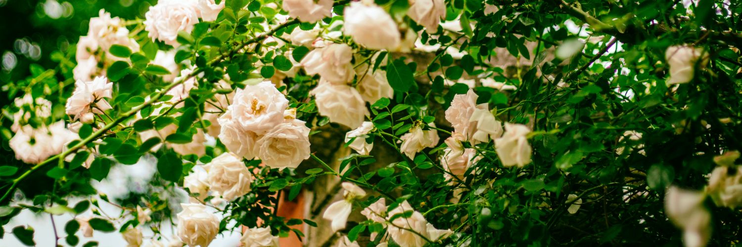 Lindylace's profile banner image