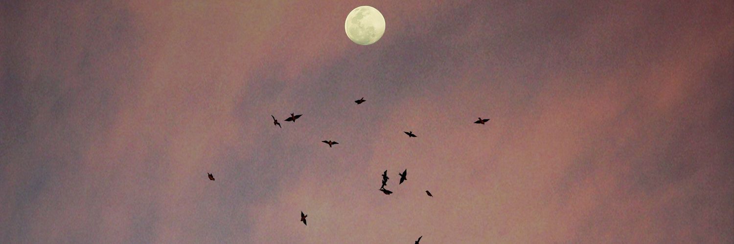 hibiruk's profile banner image
