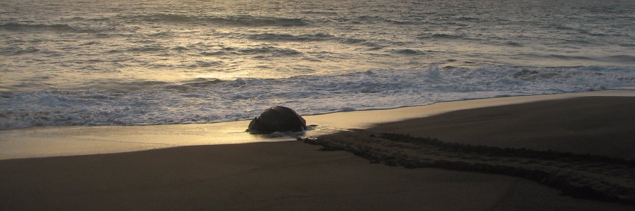 Sara Ramírez banner