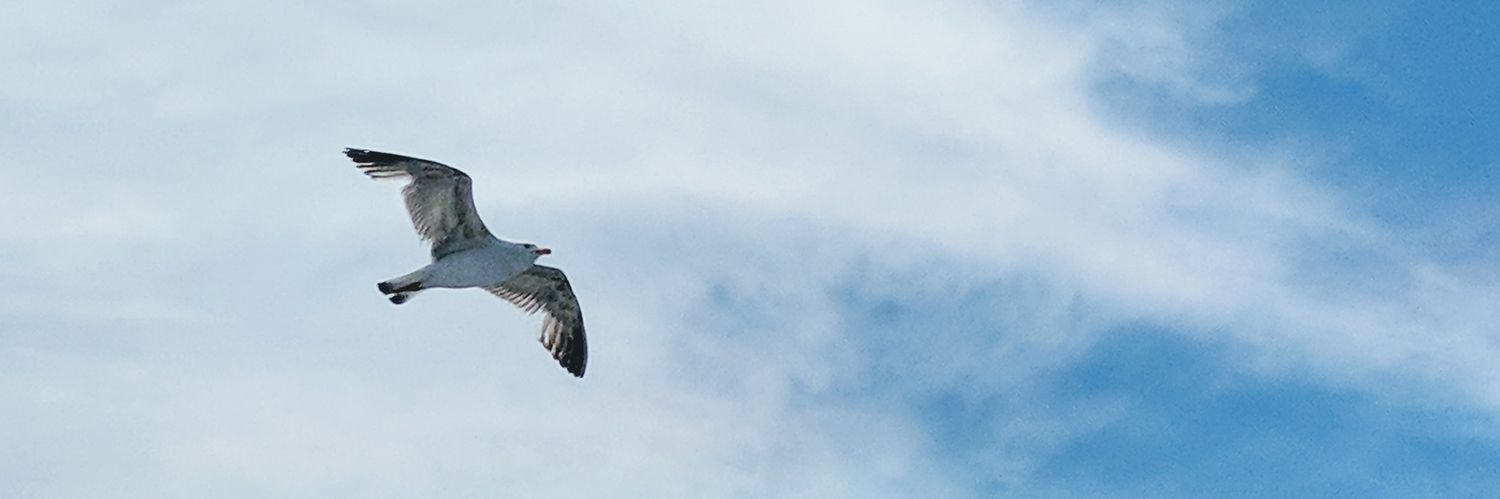 Zahidul Hossain banner