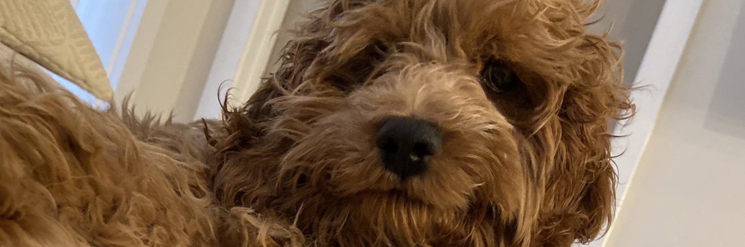 ZoeBeans22's profile banner image