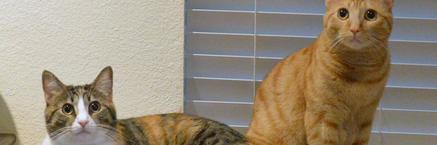KWOOatCa's profile banner image