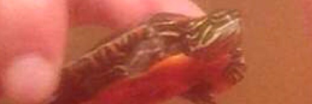 Turtle_man_J's profile banner image
