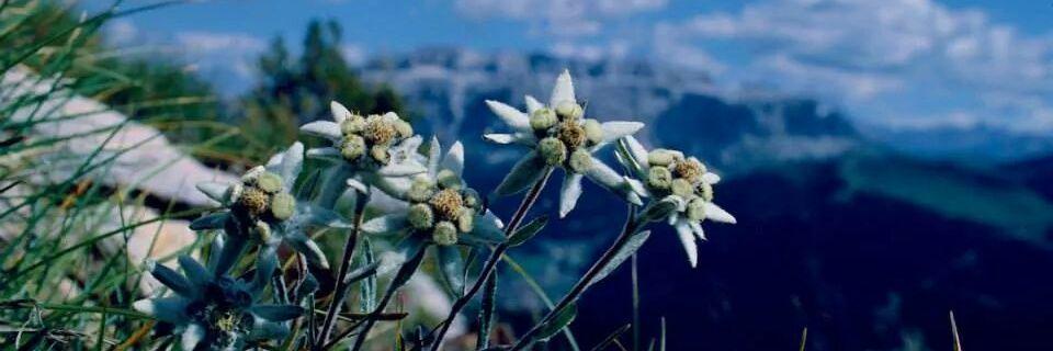 cor_angelo's profile banner image