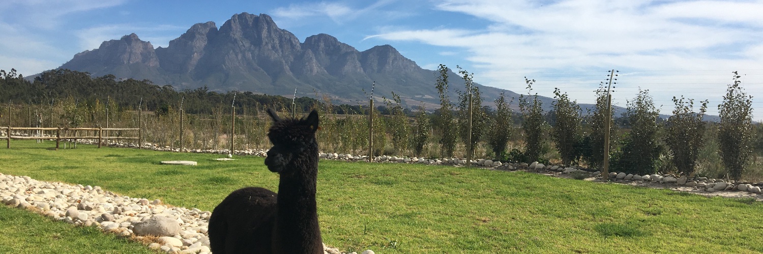 Fiona Bergmann banner