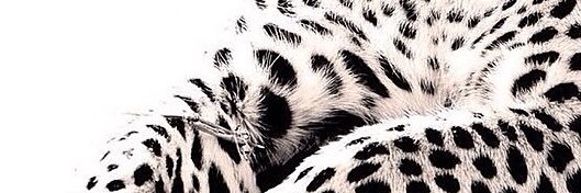 N banner