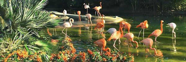 cosmicplanes Profile Banner