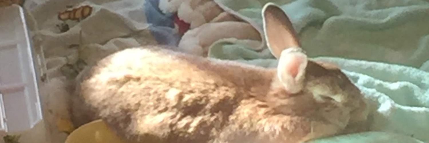 灼熱波際兎 banner