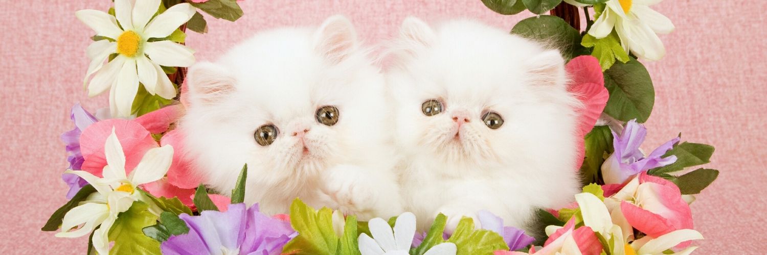 depit2296's profile banner image