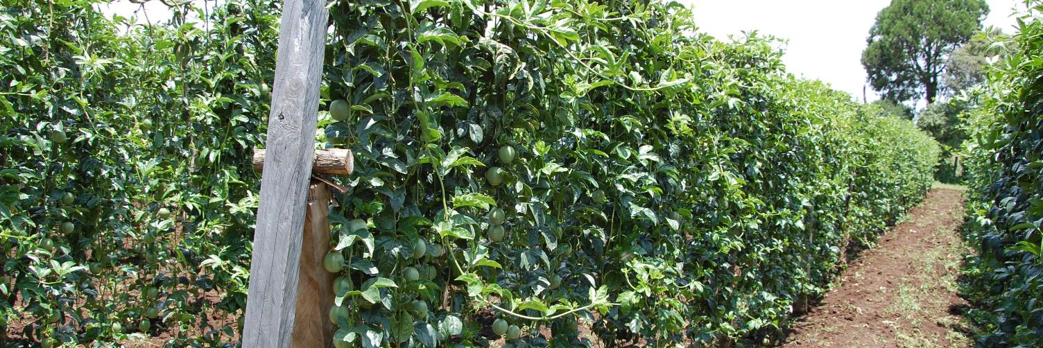 Uganda Farmers Guide banner