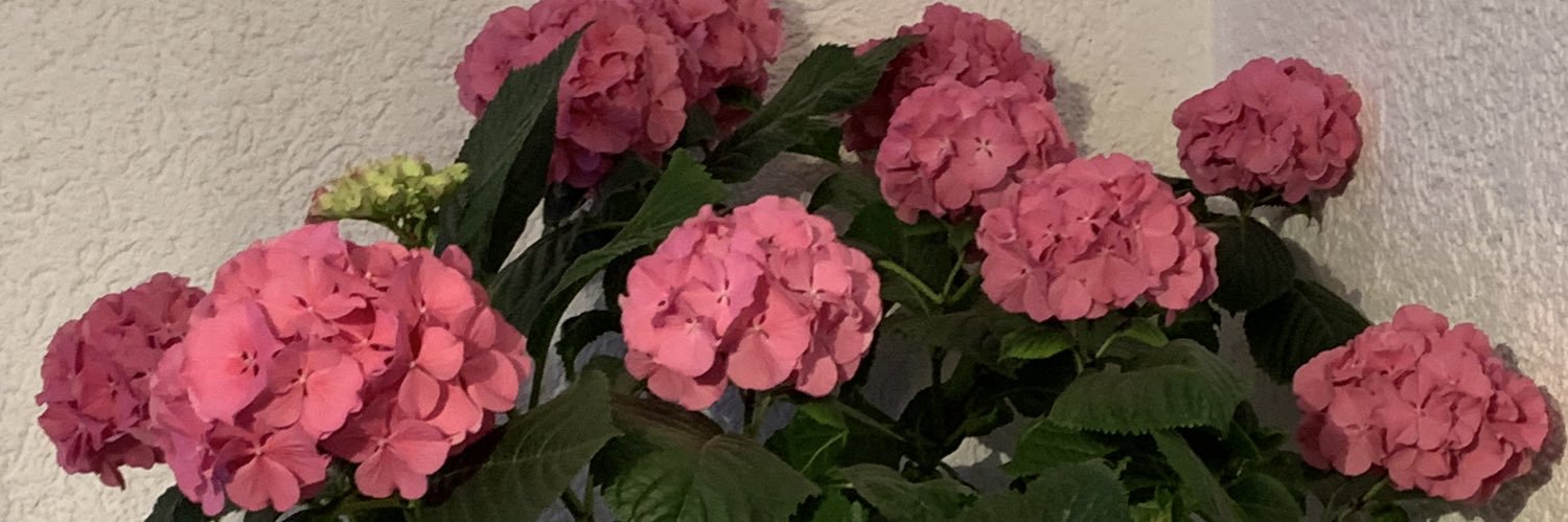 MariaBetti4's profile banner image