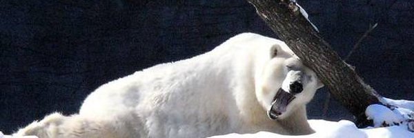 magnum0081 Profile Banner