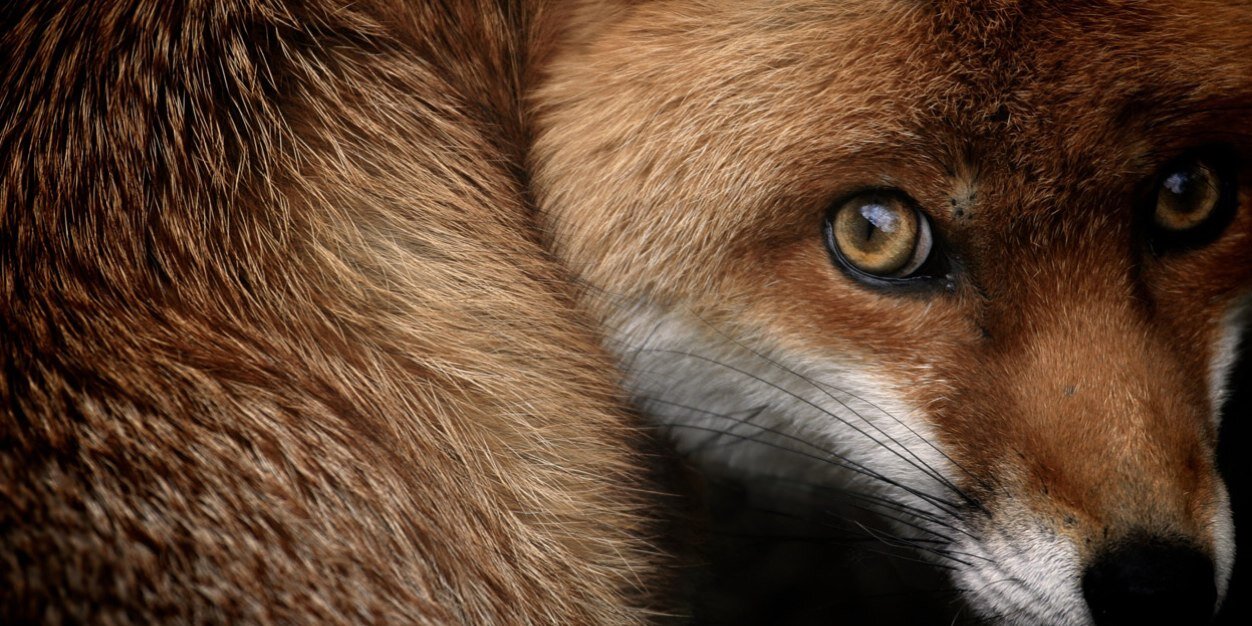 thevixen's profile banner image