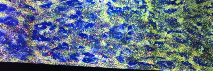 Amanda Facklam banner