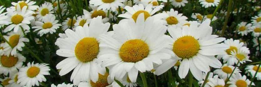 Şirin Böcük banner