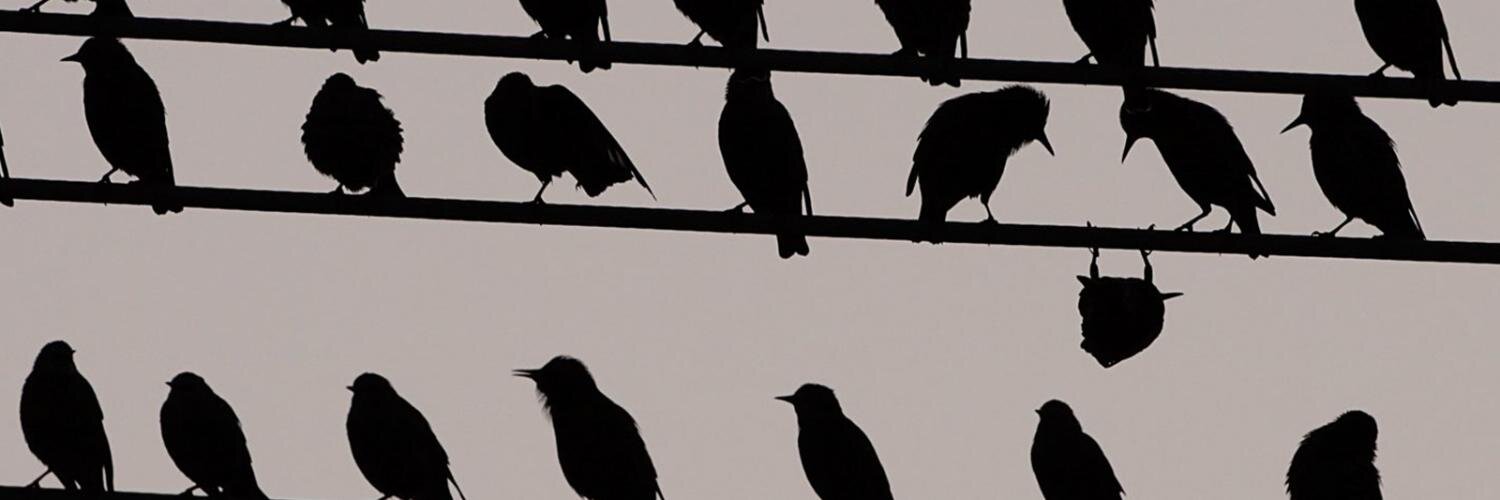 BirdyVictor's profile banner image