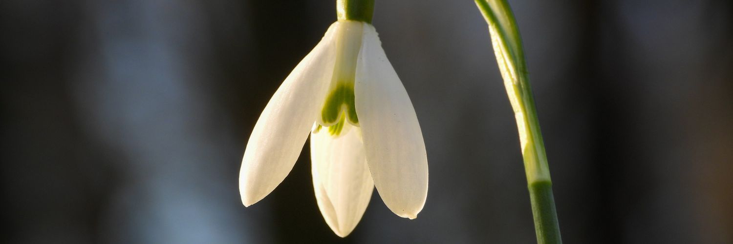 𝑾𝒆𝒏𝒅𝒚 🌸 banner