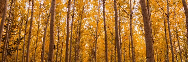 threader_app Profile Banner