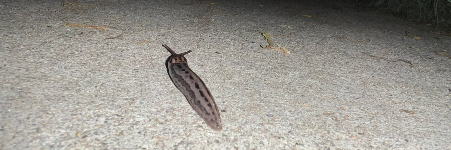 Sylvester McMonkey McBean banner