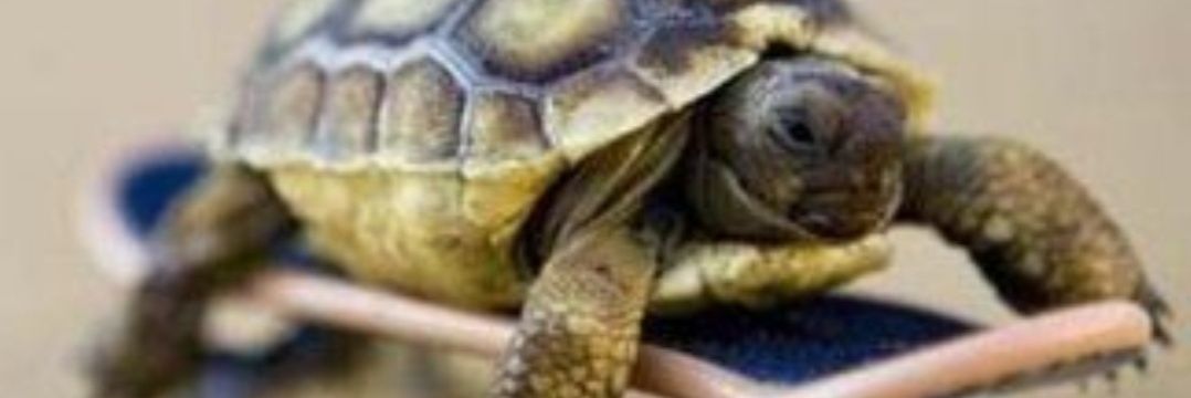 Tortoiserandom's profile banner image