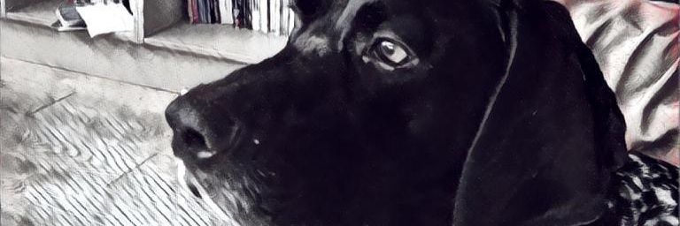 Michael Doherty banner