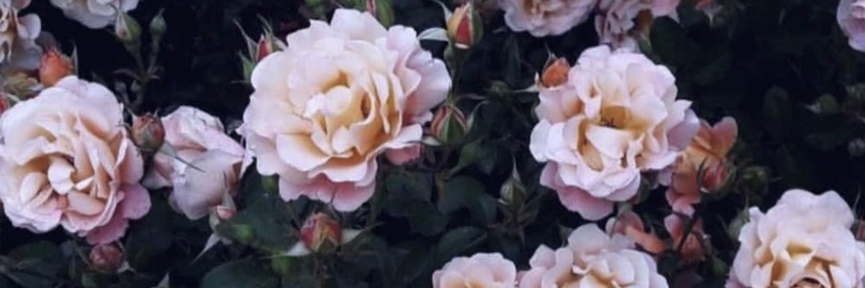 NadineLamarque's profile banner image