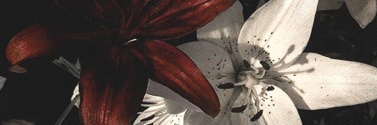 Haru. banner