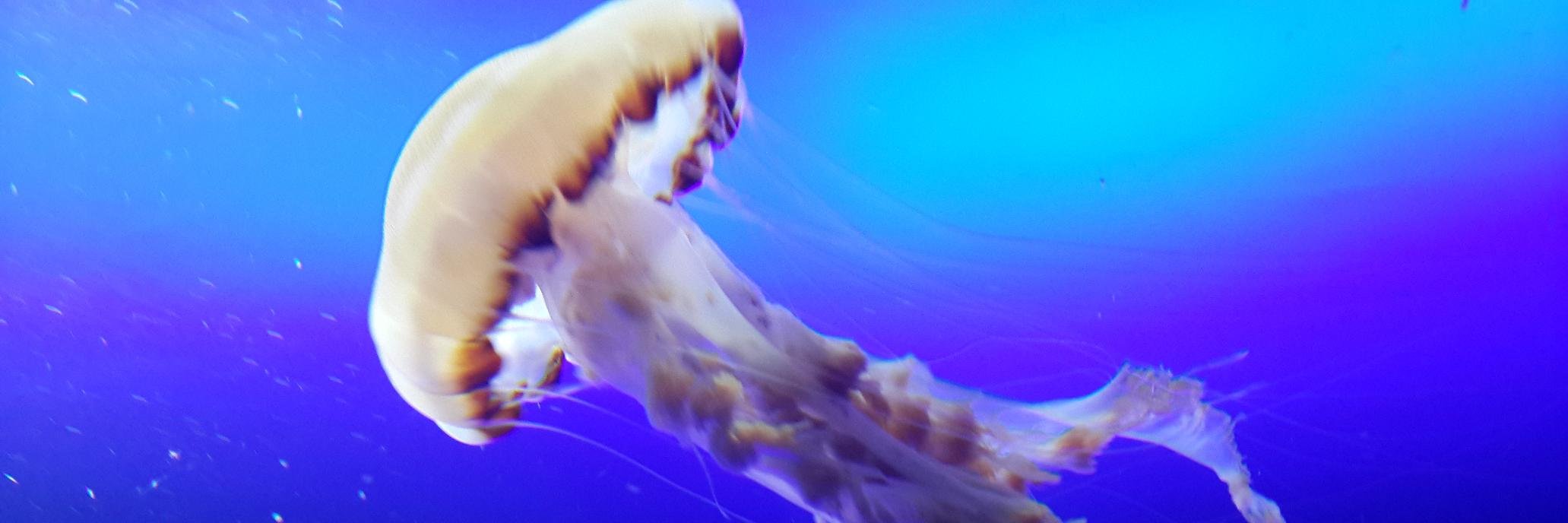 adip76's profile banner image