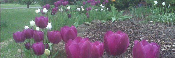 GregPhelps2 Profile Banner