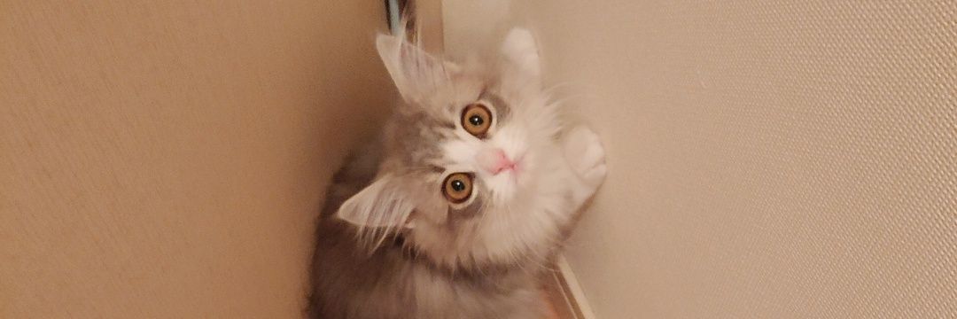 あおい🐾青空の日記 (かぁしゃんはKAO)'s banner