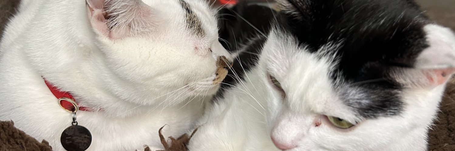 yoppy3111's profile banner image