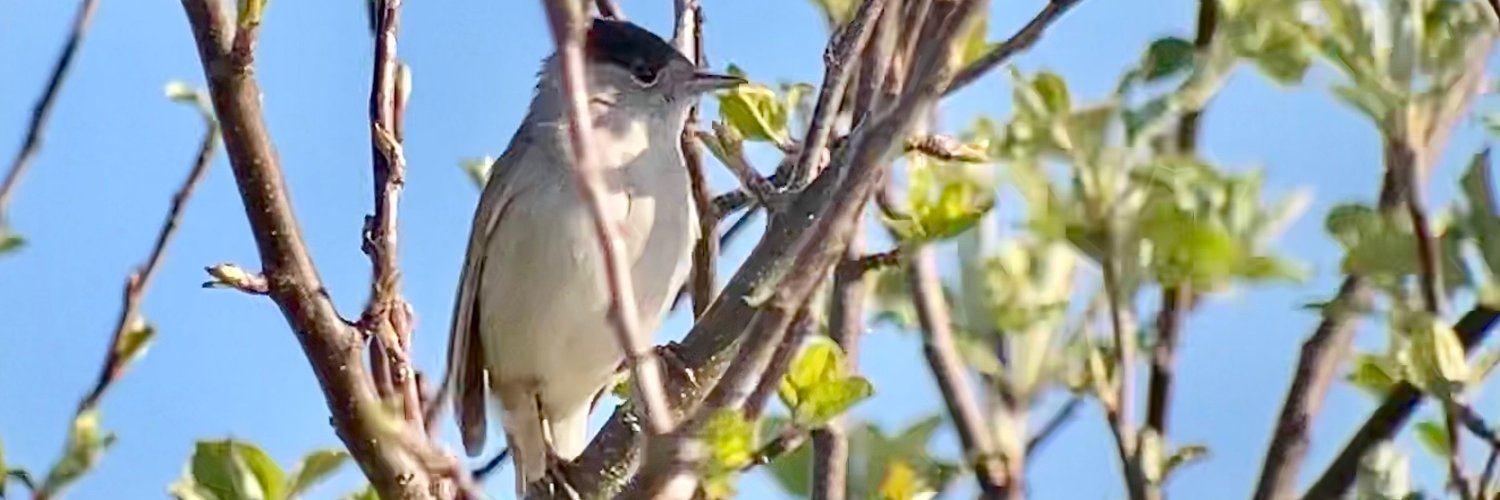 StartBirding's profile banner image